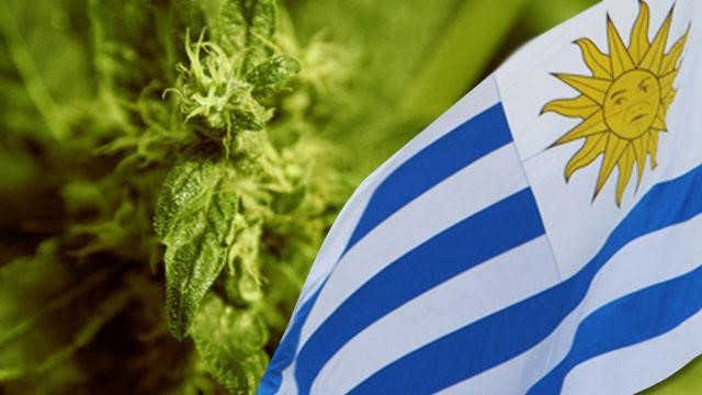 Uruguay becomes the first Latin American country to legalize the use of cannabis for medicinal and recreational purposes