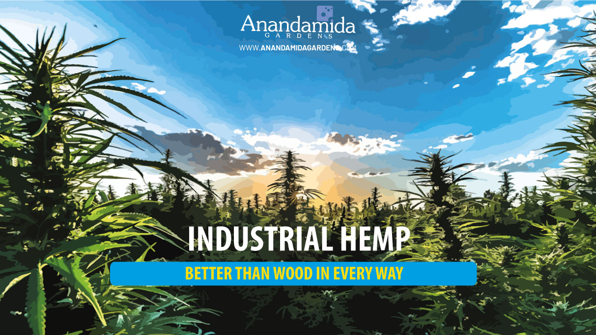 Anandamida Gardens - La Anandamida es la molécula de la felicidad. #ciencia  #cannabismedicinal #THC #CBD