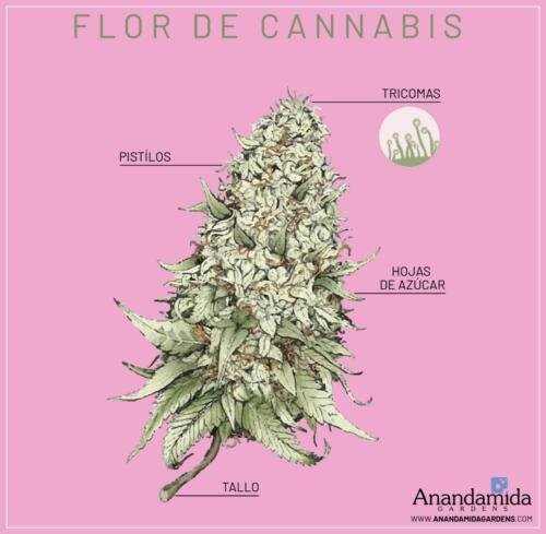 Flor de Cannabis