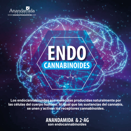 Endocannabinoides